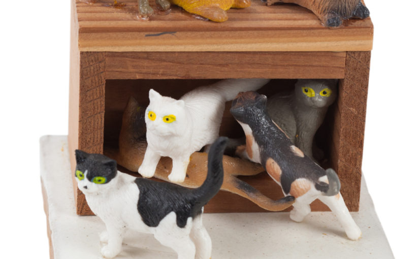 Cat Box